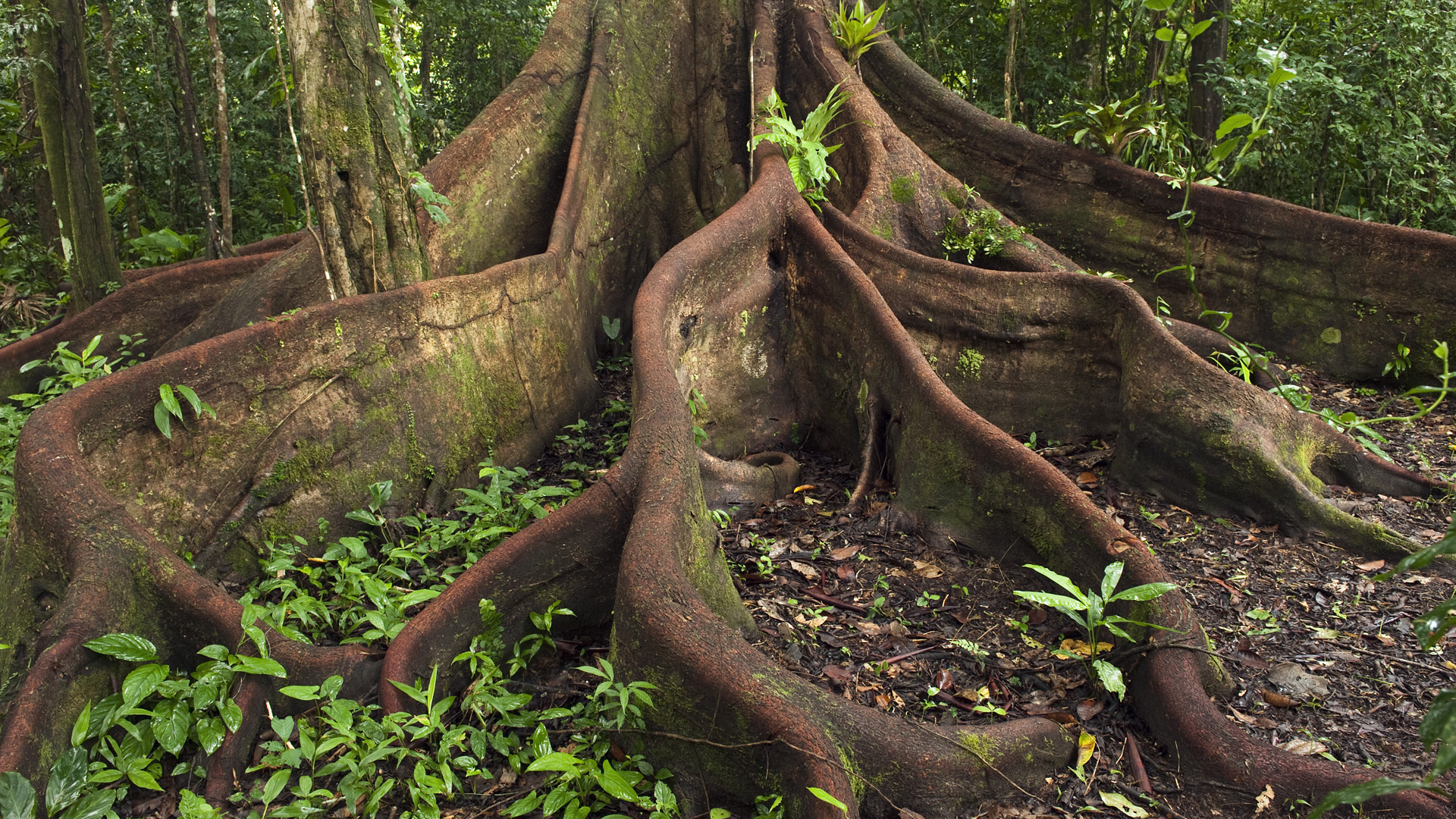 buttress-roots-eastern-amazon-ecuador-1920x1080