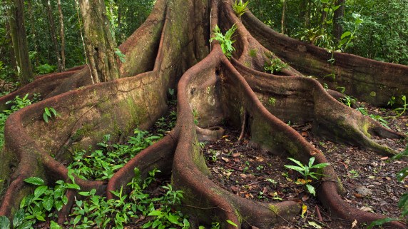 buttress-roots-eastern-amazon-ecuador-1920x1080